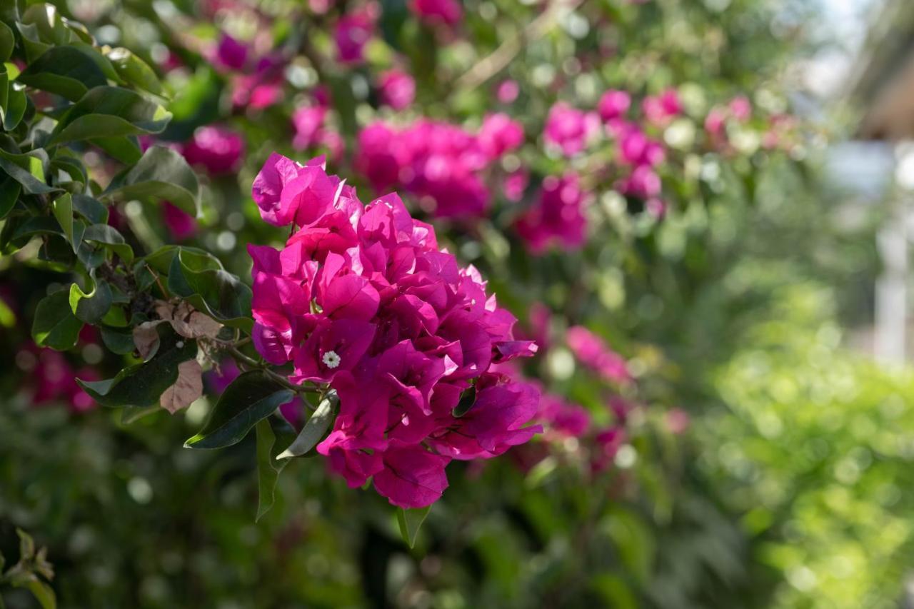 Villa Esma 베렉 외부 사진